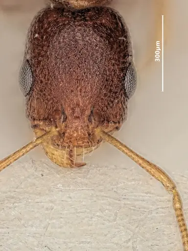 Cardiocondyla kushanica specimen ANTWEB1048518 image antweb1048518_2