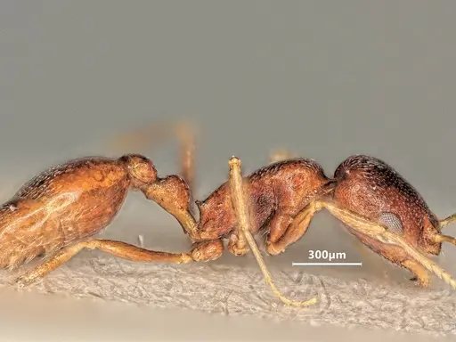 Cardiocondyla kushanica specimen ANTWEB1048518 image antweb1048518_4