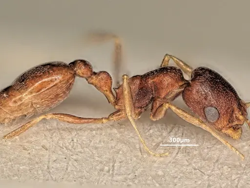 Cardiocondyla kushanica specimen ANTWEB1048518 image antweb1048518_5