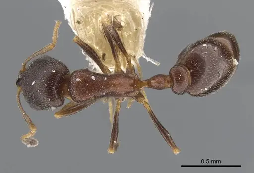 Cardiocondyla kushanica specimen CASENT0917207 image casent0917207_1