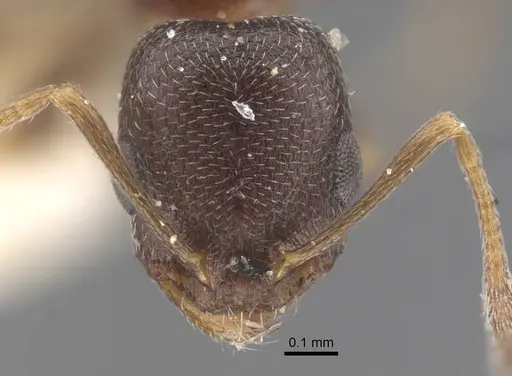 Cardiocondyla kushanica specimen CASENT0917207 image casent0917207_2