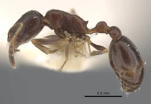 Cardiocondyla kushanica specimen CASENT0917207 image casent0917207_4
