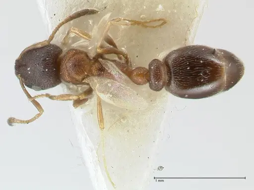 Cardiocondyla kushanica specimen FOCOL1849-1 image focol1849-1_1