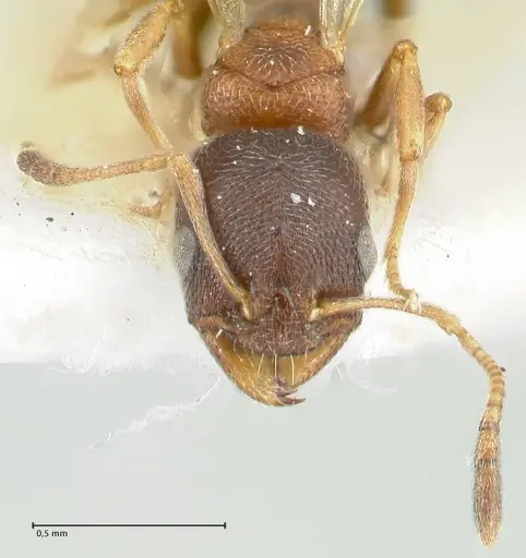 Cardiocondyla kushanica specimen FOCOL1849-1 image focol1849-1_2