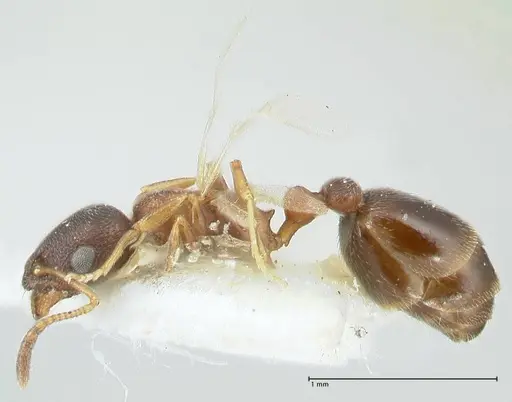 Cardiocondyla kushanica specimen FOCOL1849-1 image focol1849-1_3
