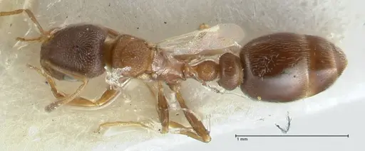 Cardiocondyla kushanica specimen FOCOL1849-2 image focol1849-2_1