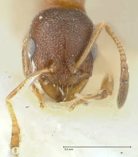 Cardiocondyla kushanica specimen FOCOL1849-2 image focol1849-2_2