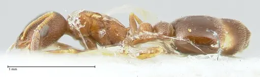 Cardiocondyla kushanica specimen FOCOL1849-2 image focol1849-2_3