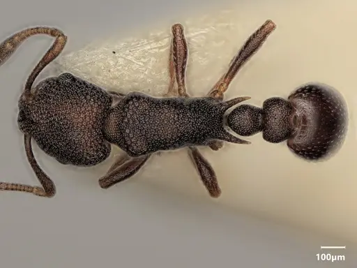 Cardiocondyla latifrons specimen ANTWEB1048519 image antweb1048519_1