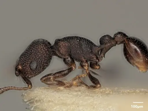 Cardiocondyla latifrons specimen ANTWEB1048519 image antweb1048519_4