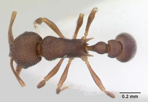 Cardiocondyla latifrons specimen CASENT0103274 image casent0103274_1