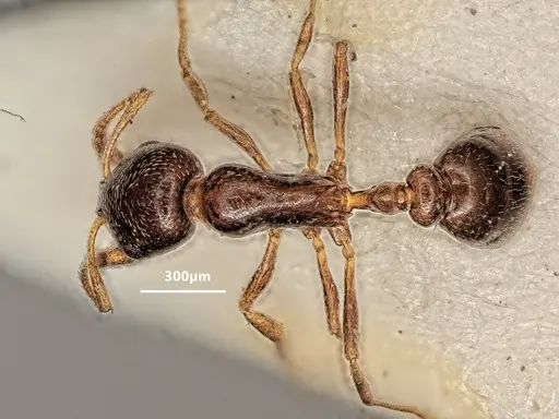 Cardiocondyla littoralis specimen ANTWEB1048520 image antweb1048520_1