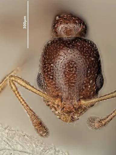 Cardiocondyla littoralis specimen ANTWEB1048520 image antweb1048520_2