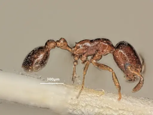 Cardiocondyla littoralis specimen ANTWEB1048520 image antweb1048520_4