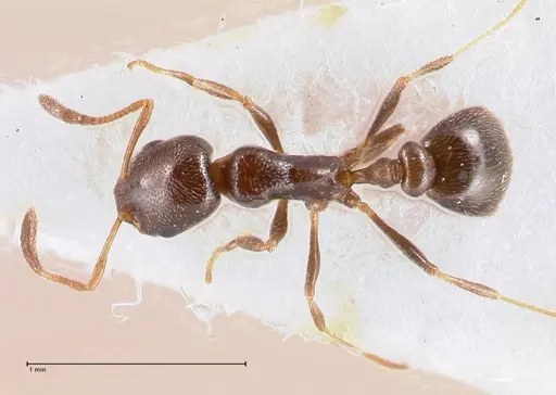 Cardiocondyla littoralis specimen FOCOL0735 image focol0735_1