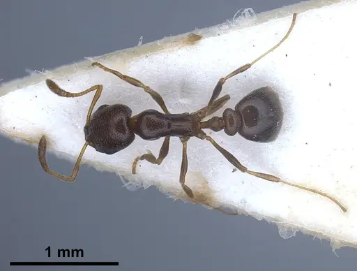 Cardiocondyla littoralis specimen FOCOL0735 image focol0735_2