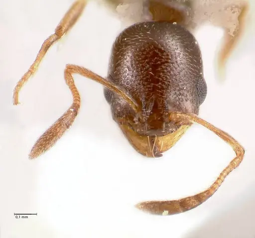 Cardiocondyla littoralis specimen FOCOL0735 image focol0735_3