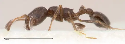 Cardiocondyla littoralis specimen FOCOL0735 image focol0735_5