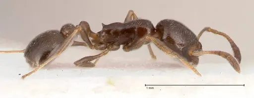 Cardiocondyla littoralis specimen FOCOL0735 image focol0735_6