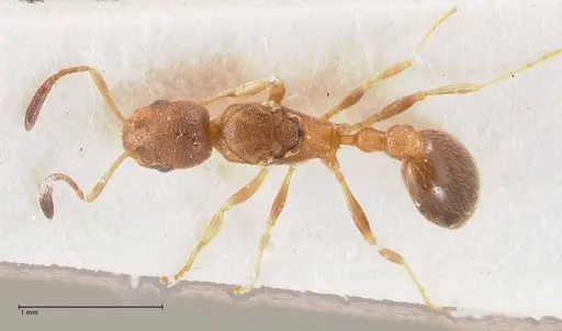 Cardiocondyla longiceps specimen FOCOL0738 image focol0738_1