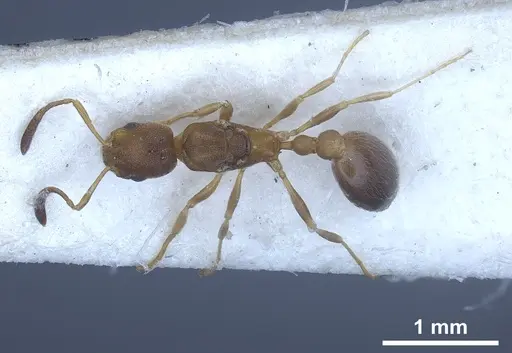 Cardiocondyla longiceps specimen FOCOL0738 image focol0738_2