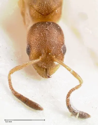 Cardiocondyla longiceps specimen FOCOL0738 image focol0738_3