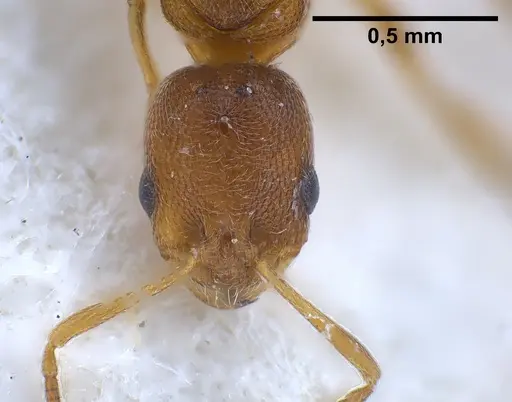 Cardiocondyla longiceps specimen FOCOL0738 image focol0738_4