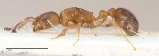 Cardiocondyla longiceps specimen FOCOL0738 image focol0738_5