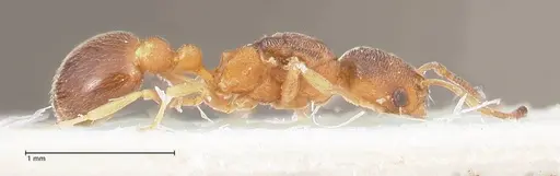 Cardiocondyla longiceps specimen FOCOL0738 image focol0738_6