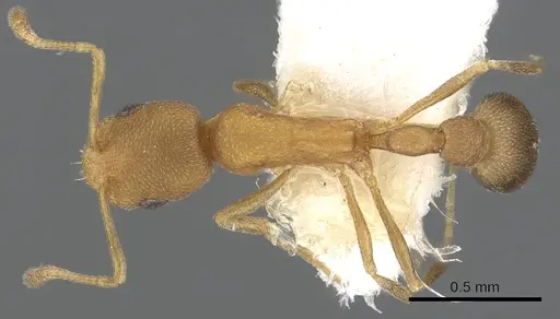 Cardiocondyla longinoda specimen CASENT0901751 image casent0901751_1