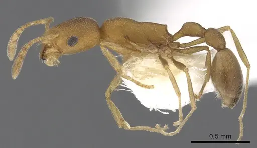 Cardiocondyla longinoda specimen CASENT0901751 image casent0901751_3