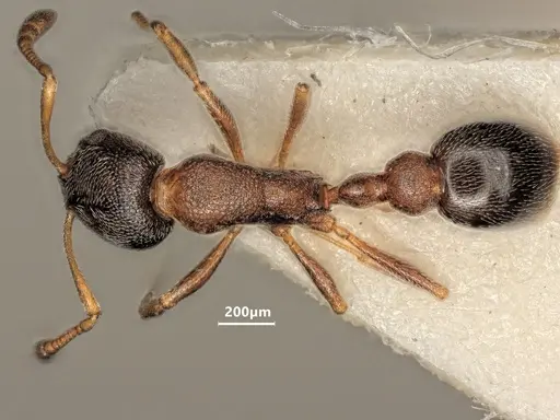 Cardiocondyla mauritanica specimen ANTWEB1048521 image antweb1048521_1