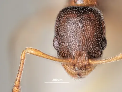 Cardiocondyla mauritanica specimen ANTWEB1048521 image antweb1048521_2