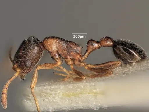Cardiocondyla mauritanica specimen ANTWEB1048521 image antweb1048521_4