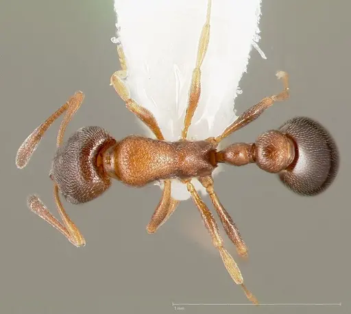 Cardiocondyla mauritanica specimen CASENT0005678 image casent0005678_1