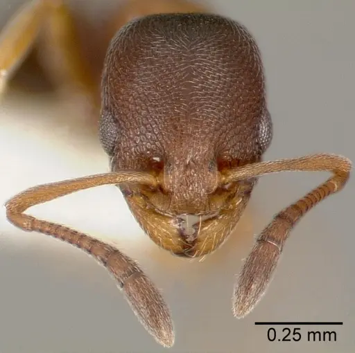 Cardiocondyla mauritanica specimen CASENT0005678 image casent0005678_2