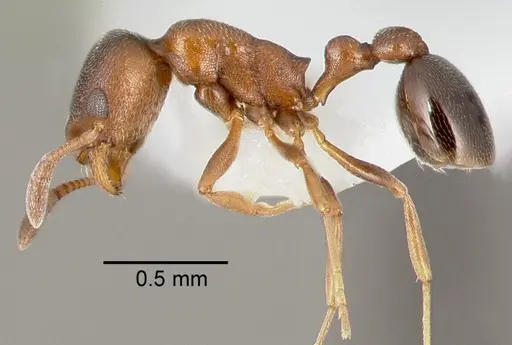 Cardiocondyla mauritanica specimen CASENT0005678 image casent0005678_3