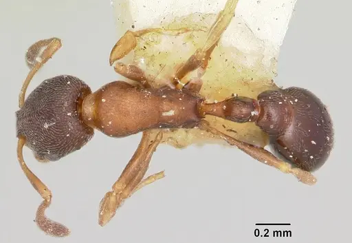 Cardiocondyla mauritanica specimen CASENT0103167 image casent0103167_1