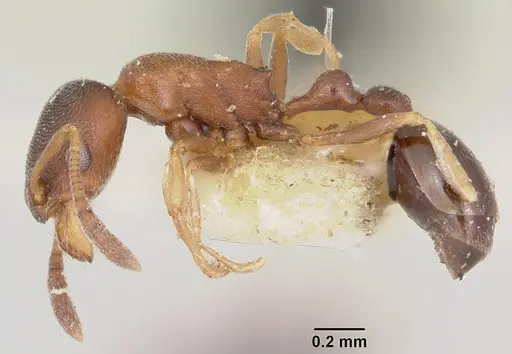 Cardiocondyla mauritanica specimen CASENT0103167 image casent0103167_3