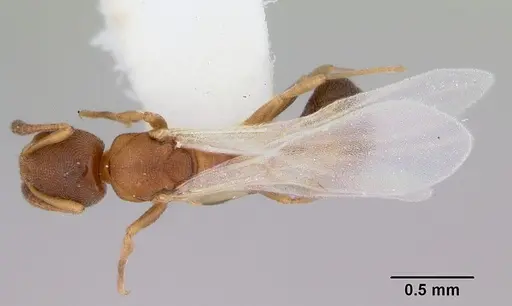 Cardiocondyla mauritanica specimen CASENT0103432 image casent0103432_1