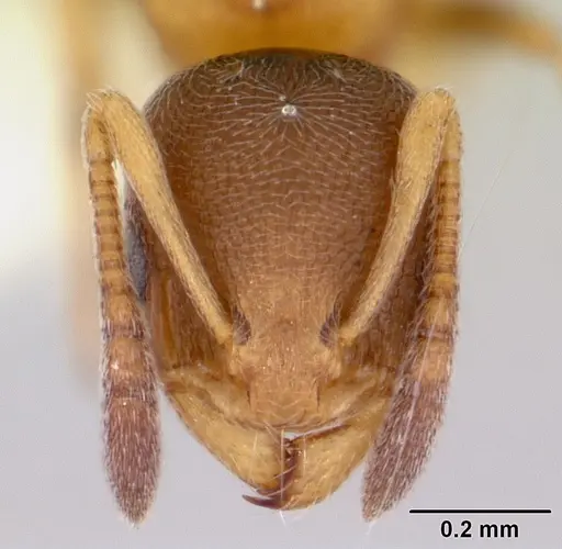 Cardiocondyla mauritanica specimen CASENT0103432 image casent0103432_2