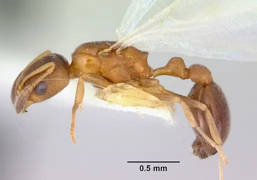 Cardiocondyla mauritanica specimen CASENT0103432 image casent0103432_3