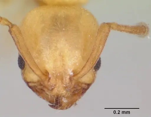 Cardiocondyla mauritanica specimen CASENT0103433 image casent0103433_2