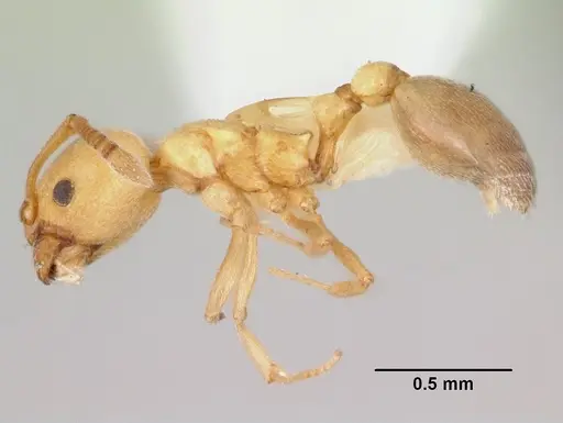Cardiocondyla mauritanica specimen CASENT0103433 image casent0103433_3