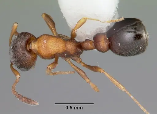 Cardiocondyla mauritanica specimen CASENT0104695 image casent0104695_1