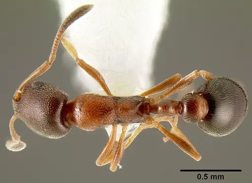 Cardiocondyla mauritanica specimen CASENT0106115 image casent0106115_1