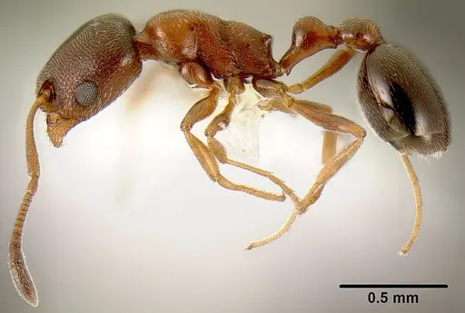 Cardiocondyla mauritanica specimen CASENT0106115 image casent0106115_3