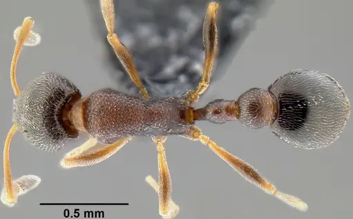 Cardiocondyla mauritanica specimen CASENT0171168 image casent0171168_1