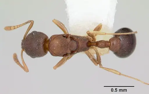Cardiocondyla mauritanica specimen CASENT0172606 image casent0172606_1