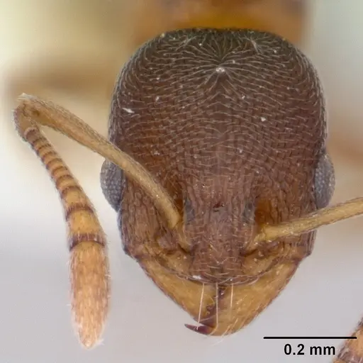 Cardiocondyla mauritanica specimen CASENT0172606 image casent0172606_2